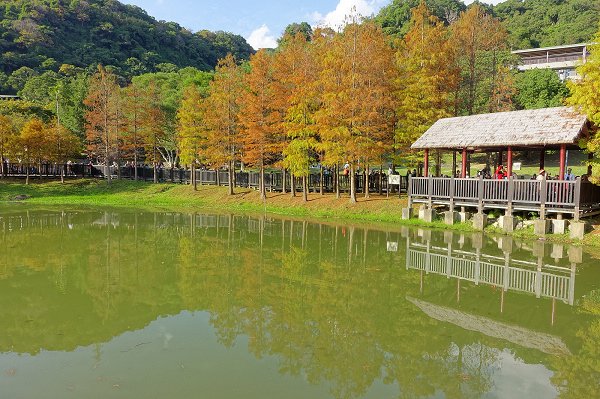 2024.01.14 士林原住民文化公園 ‧ 落羽松