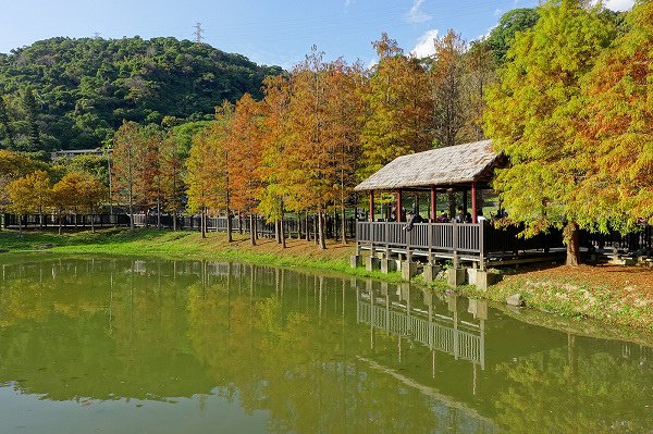 2024.01.14 士林原住民文化公園 ‧ 落羽松