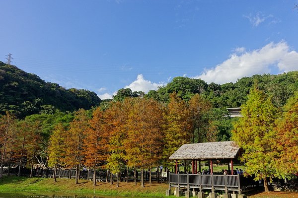 2024.01.14 士林原住民文化公園 ‧ 落羽松