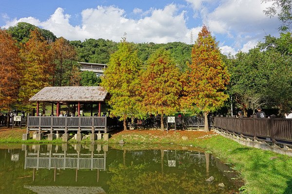 2024.01.14 士林原住民文化公園 ‧ 落羽松