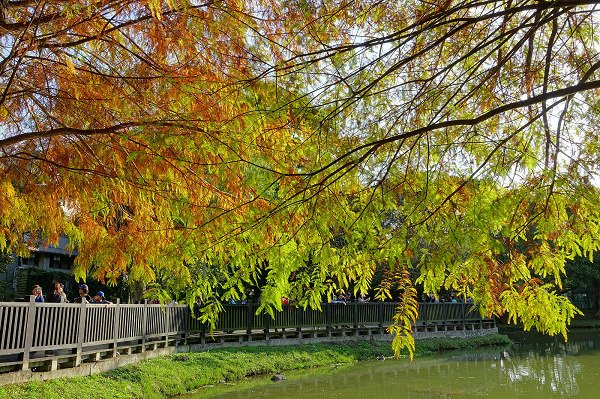 2024.01.14 士林原住民文化公園 ‧ 落羽松