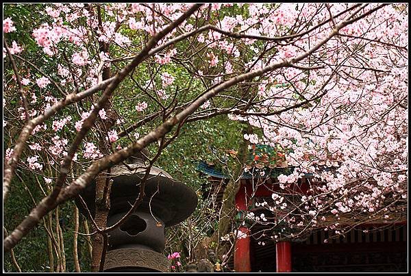 2024.02.25 台北內湖碧山巖 ‧ 櫻花隧道