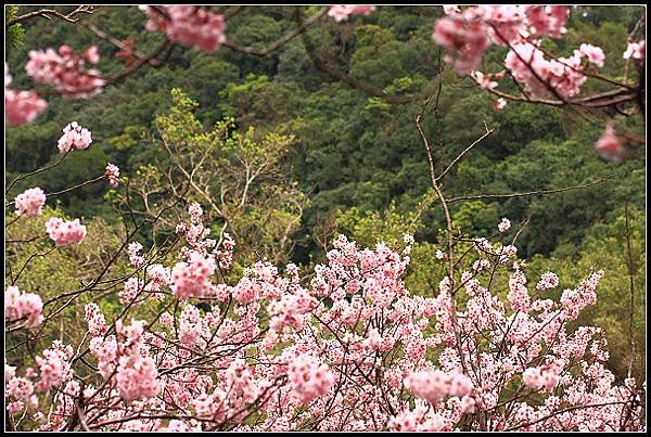 2024.02.25 台北內湖碧山巖 ‧ 櫻花隧道