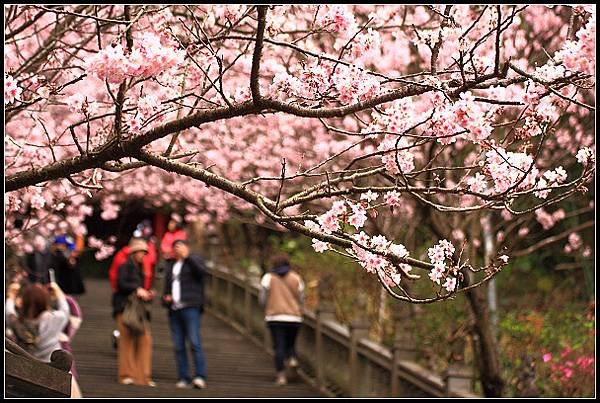 2024.02.25 台北內湖碧山巖 ‧ 櫻花隧道