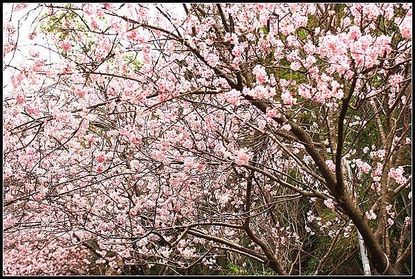 2024.02.25 台北內湖碧山巖 ‧ 櫻花隧道