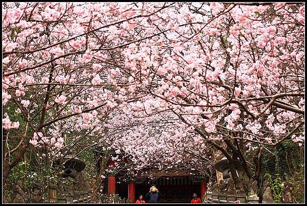 2024.02.25 台北內湖碧山巖 ‧ 櫻花隧道