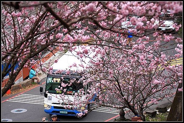 2024.02.25 台北內湖碧山巖 ‧ 櫻花隧道