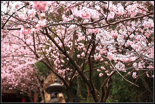 2024.02.25 台北內湖碧山巖 ‧ 櫻花隧道