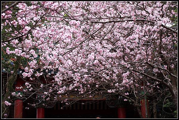 2024.02.25 台北內湖碧山巖 ‧ 櫻花隧道