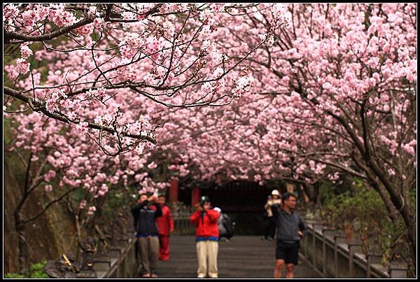 2024.02.25 台北內湖碧山巖 ‧ 櫻花隧道