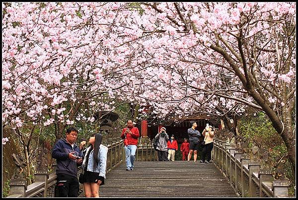 2024.02.25 台北內湖碧山巖 ‧ 櫻花隧道