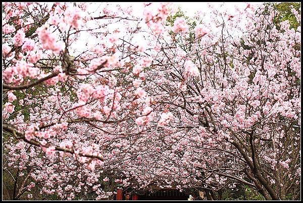 2024.02.25 台北內湖碧山巖 ‧ 櫻花隧道