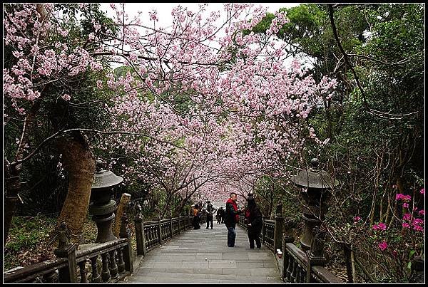 2024.02.25 台北內湖碧山巖 ‧ 櫻花隧道