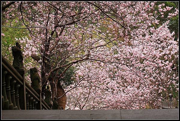 2024.02.25 台北內湖碧山巖 ‧ 櫻花隧道