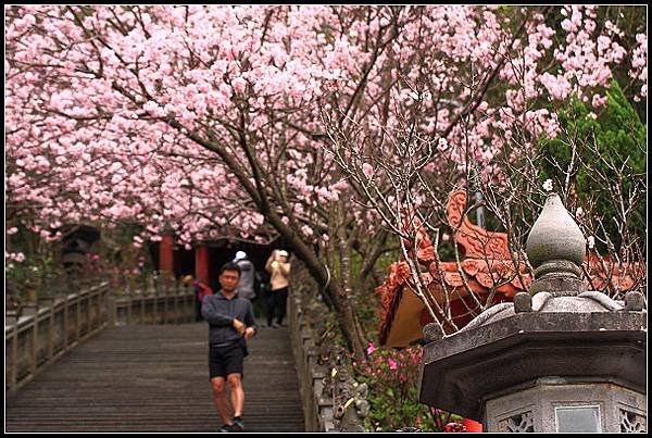 2024.02.25 台北內湖碧山巖 ‧ 櫻花隧道