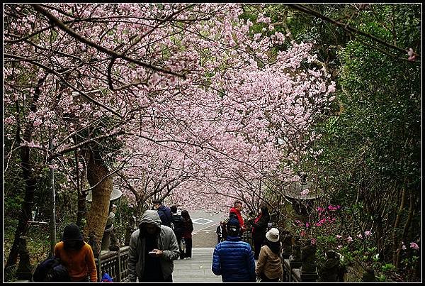 2024.02.25 台北內湖碧山巖 ‧ 櫻花隧道