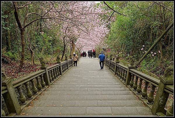 2024.02.25 台北內湖碧山巖 ‧ 櫻花隧道