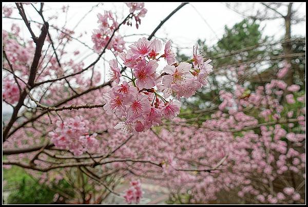 2024.02.25 台北內湖碧山巖 ‧ 櫻花隧道