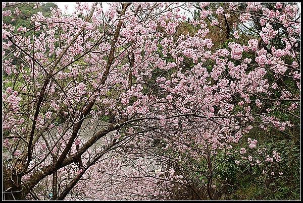 2024.02.25 台北內湖碧山巖 ‧ 櫻花隧道