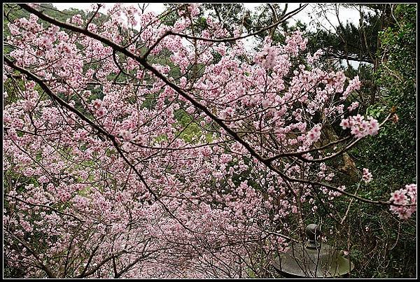 2024.02.25 台北內湖碧山巖 ‧ 櫻花隧道