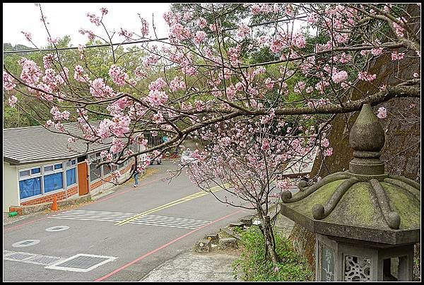 2024.02.25 台北內湖碧山巖 ‧ 櫻花隧道