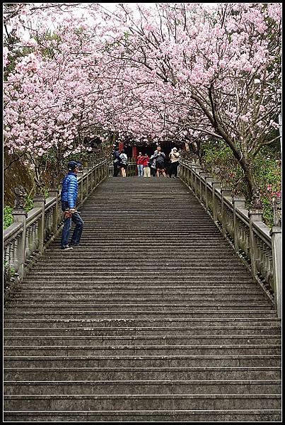 2024.02.25 台北內湖碧山巖 ‧ 櫻花隧道