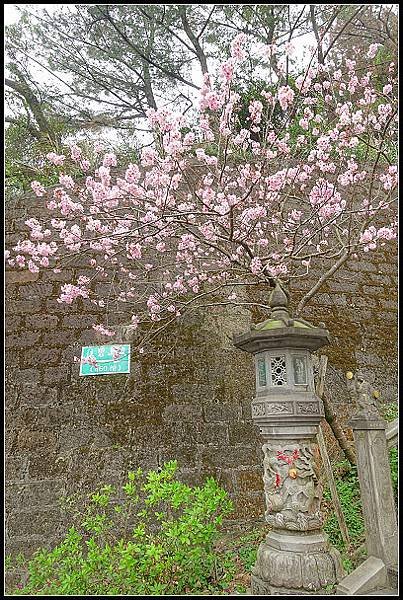 2024.02.25 台北內湖碧山巖 ‧ 櫻花隧道