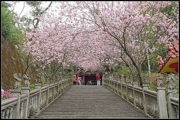 2024.02.25 台北內湖碧山巖 ‧ 櫻花隧道