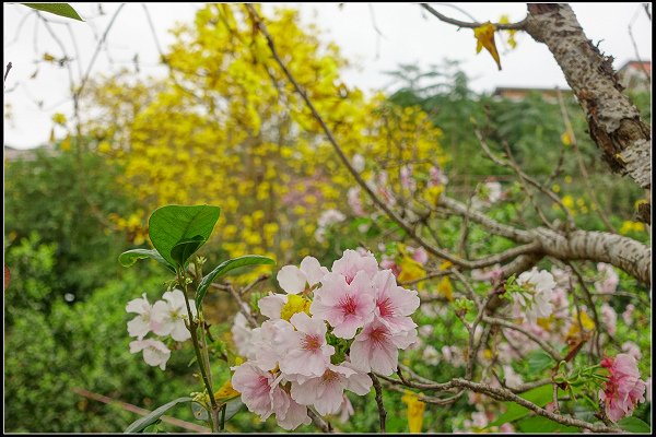 2024.03.18 新竹峨眉湖 ‧ 黃花風鈴木