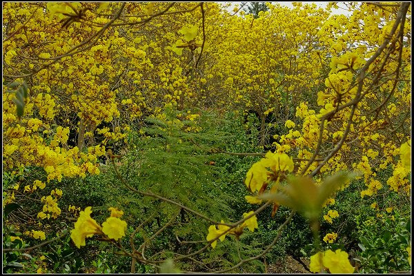 2024.03.18 新竹峨眉湖 ‧ 黃花風鈴木