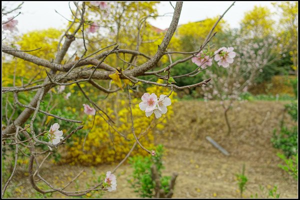 2024.03.18 新竹峨眉湖 ‧ 黃花風鈴木