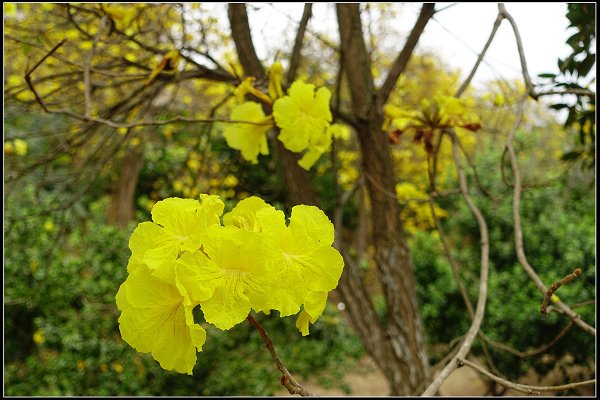 2024.03.18 新竹峨眉湖 ‧ 黃花風鈴木