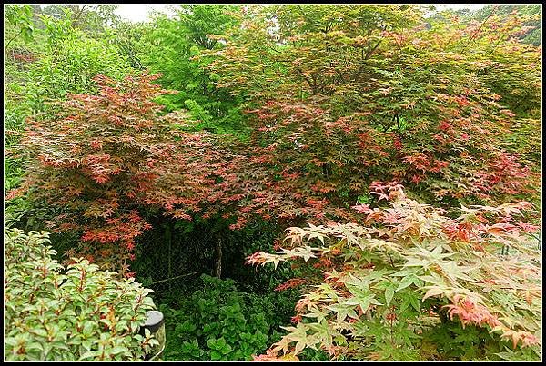 2024.04.15 陽明山竹子湖 ‧大梯田紅楓