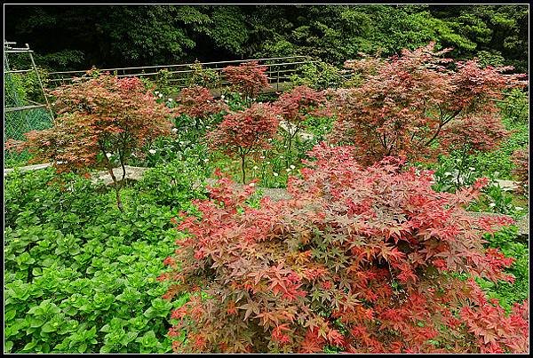 2024.04.15 陽明山竹子湖 ‧大梯田紅楓