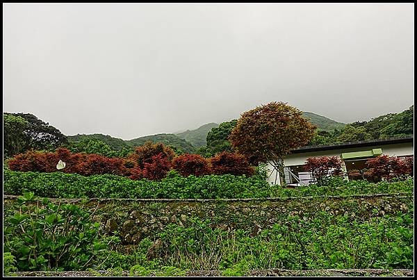 2024.04.15 陽明山竹子湖 ‧大梯田紅楓