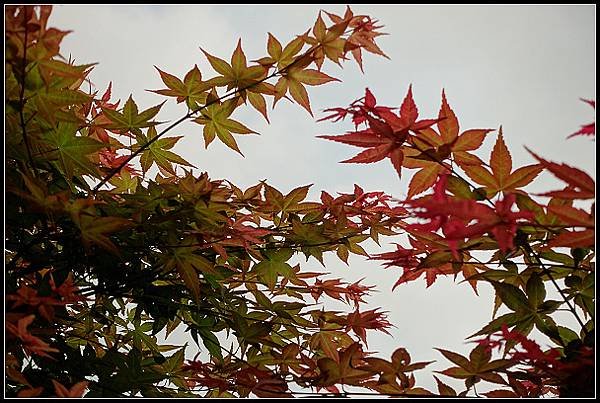 2024.04.15 陽明山竹子湖 ‧大梯田紅楓