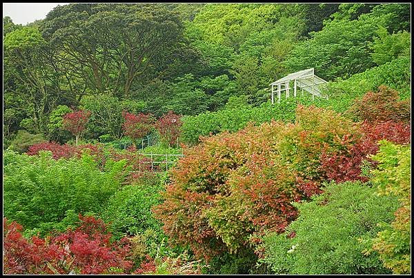 2024.04.15 陽明山竹子湖 ‧大梯田紅楓