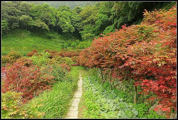 2024.04.15 陽明山竹子湖 ‧大梯田紅楓