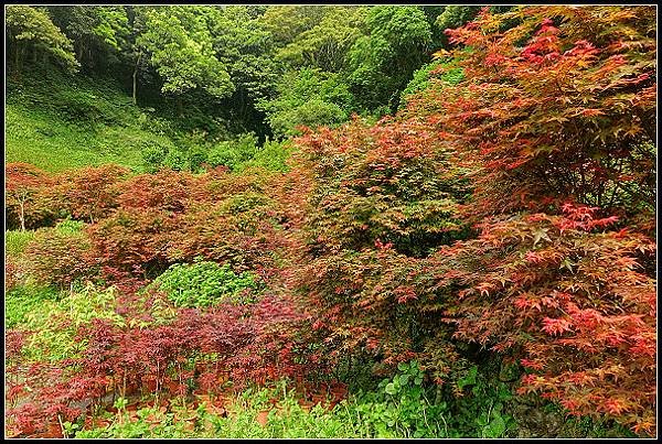 2024.04.15 陽明山竹子湖 ‧大梯田紅楓