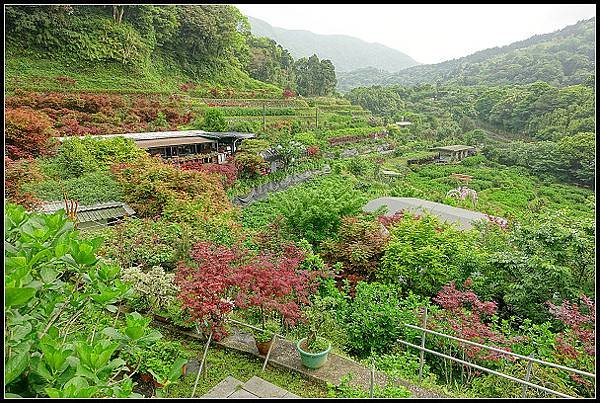 2024.04.15 陽明山竹子湖 ‧大梯田紅楓