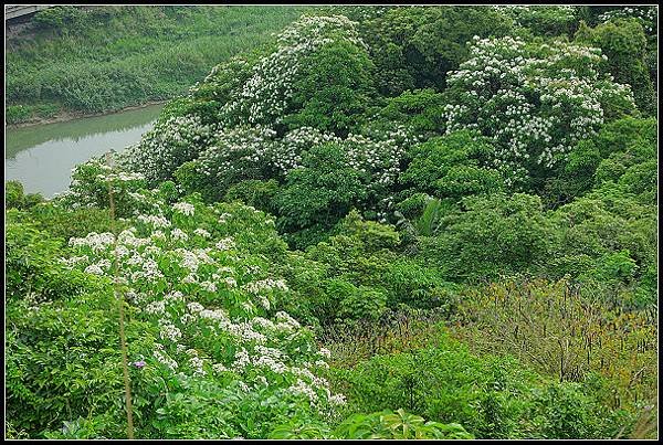 2024.04.20 汐止小南港山 ‧ 油桐花 &amp; 內湖成功