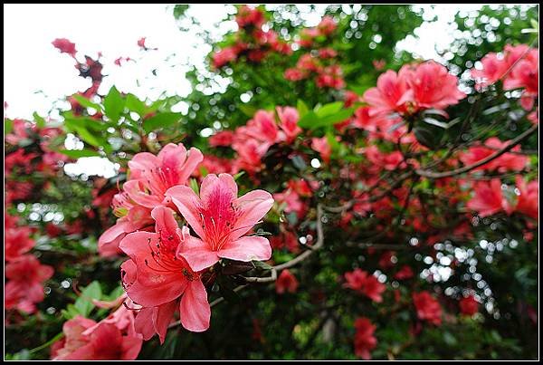 2024.04.20 汐止小南港山 ‧ 油桐花 &amp; 內湖成功