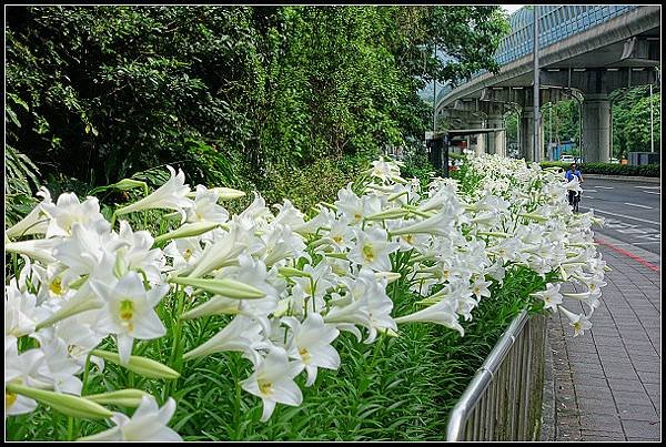 2024.04.20 汐止小南港山 ‧ 油桐花 &amp; 內湖成功