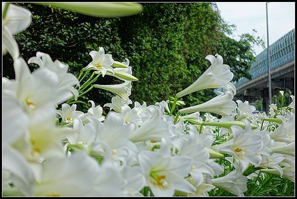 2024.04.20 汐止小南港山 ‧ 油桐花 &amp; 內湖成功