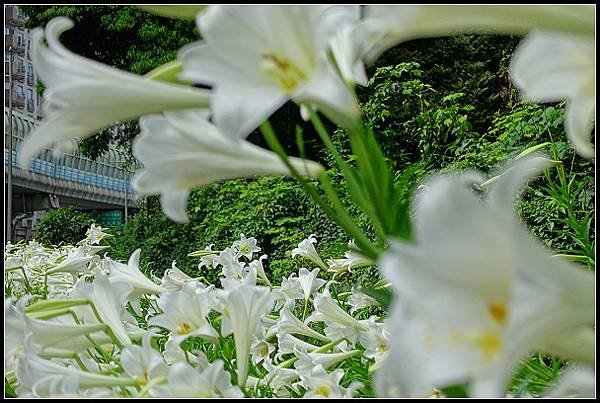 2024.04.20 汐止小南港山 ‧ 油桐花 &amp; 內湖成功