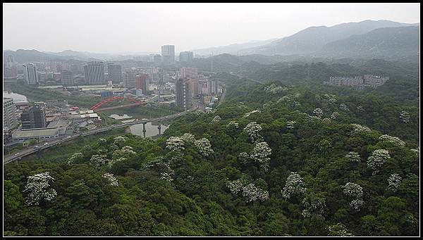 2024.04.20 汐止小南港山 ‧ 油桐花 &amp; 內湖成功