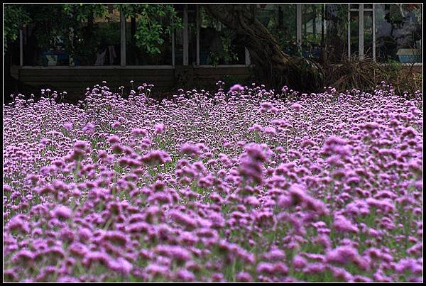 20240.4.27 桃園觀音 ‧ 青林農場 紫色馬鞭草 &amp;