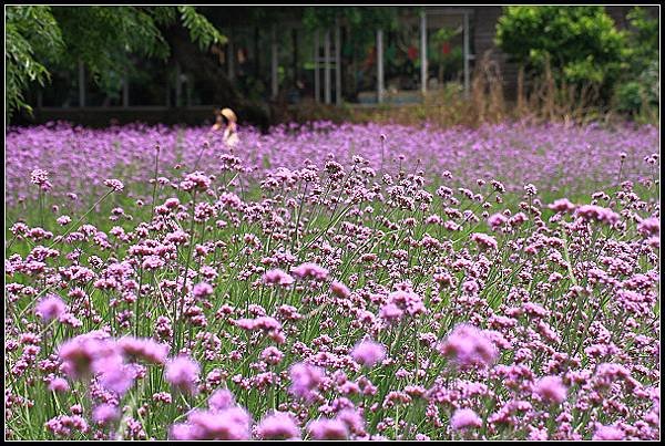 20240.4.27 桃園觀音 ‧ 青林農場 紫色馬鞭草 &amp;