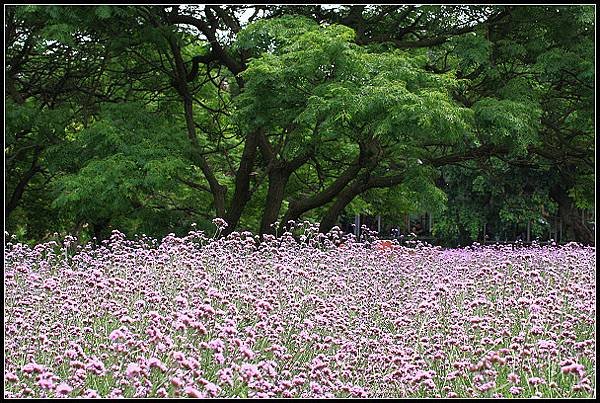 20240.4.27 桃園觀音 ‧ 青林農場 紫色馬鞭草 &amp;