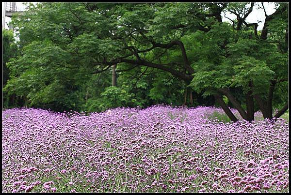 20240.4.27 桃園觀音 ‧ 青林農場 紫色馬鞭草 &amp;